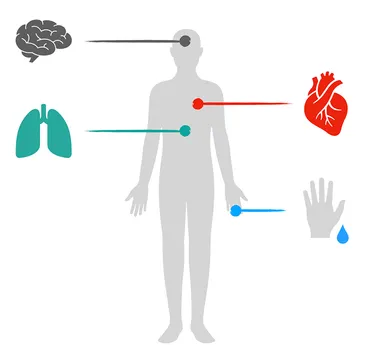 Measured areas of the body: brain, breathing, heart and skin